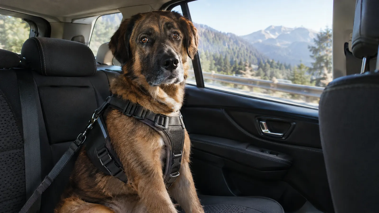 The Sudden Stop That Made Me Buy a Dog Car Harness